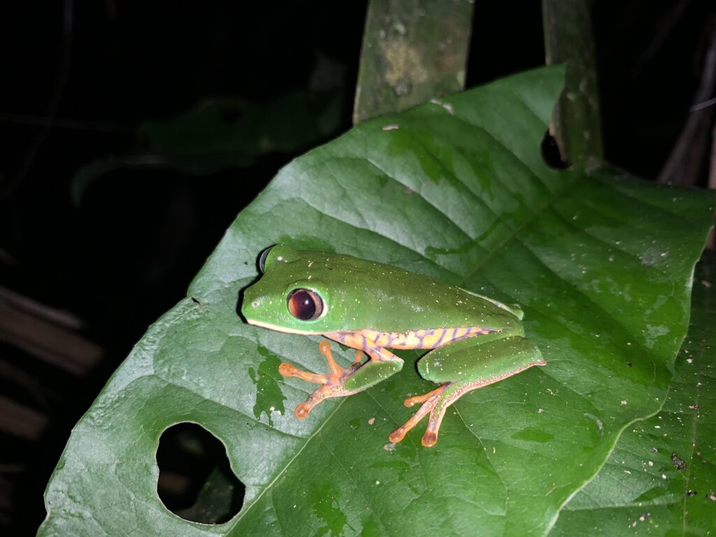 Kambo frog in the wild