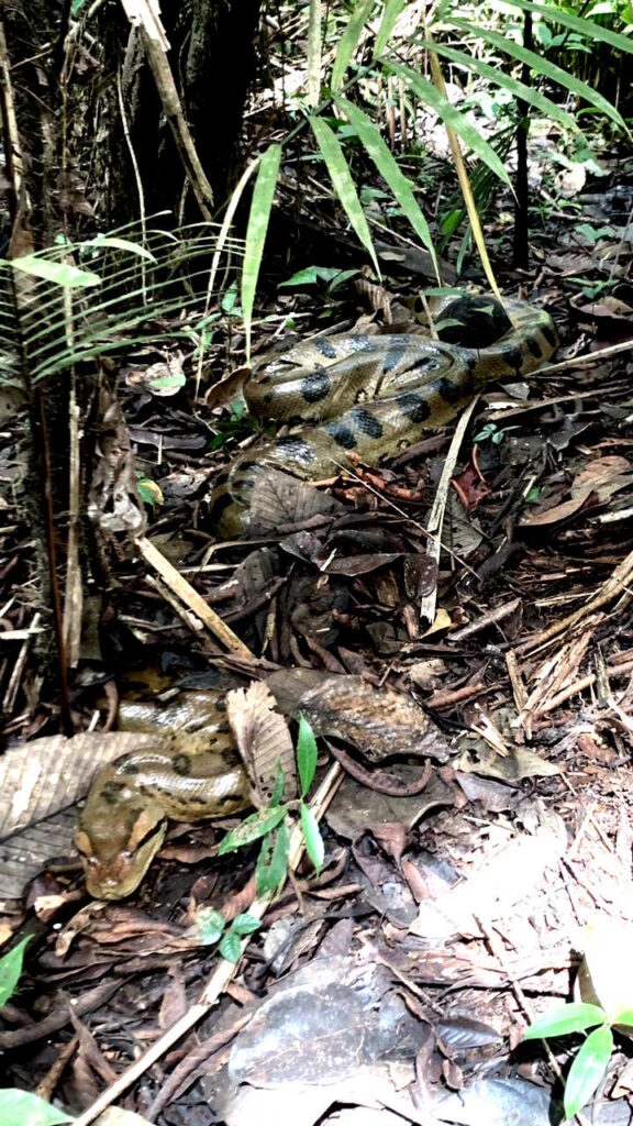 24-foot Anaconda digesting a meal