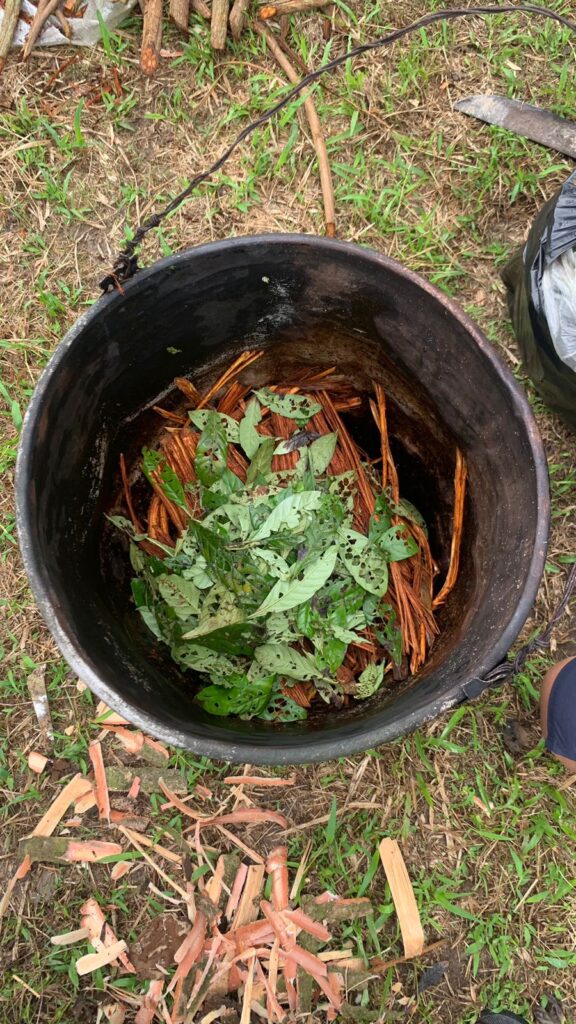 Ayahuasca and Chacruna in Pot