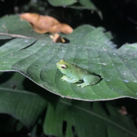 Green frog resting on a leaf in the Amazon rainforest